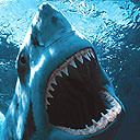 Foto de WHITE SHARK